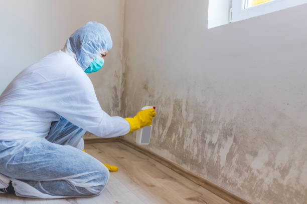 Licensed Black Mold Remediation service in North East, MD - 24 Hour Mold Removal