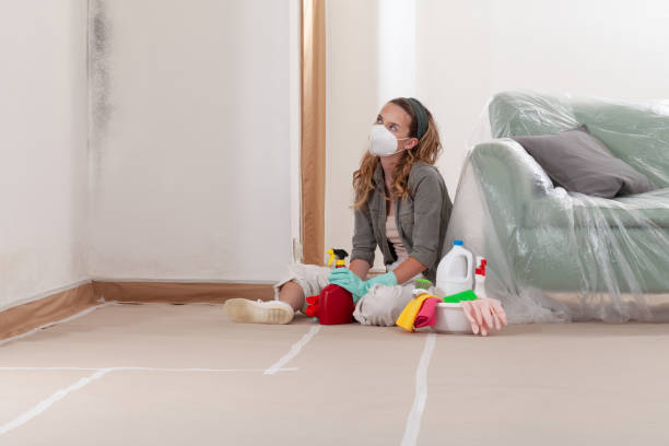 Reliable Black Mold Remediation contractor in North East, MD by 24 Hour Mold Removal