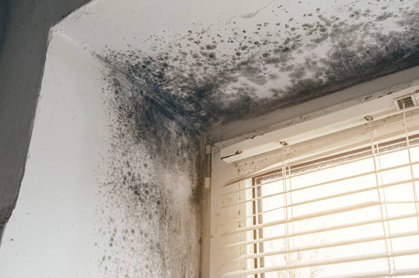 Affordable Black Mold Remediation solutions in North East, MD